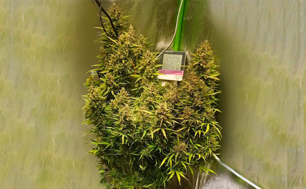 Харвест на 12 неделе выращивания Кусты Auto Lemon Kix перед харвестом