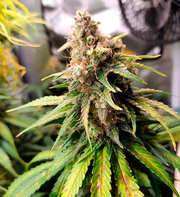 Срезал верхушку конопли из-за появления плесени Трихомы на шишках конопли