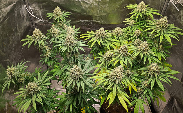 развитие соцветий Chemical Bride