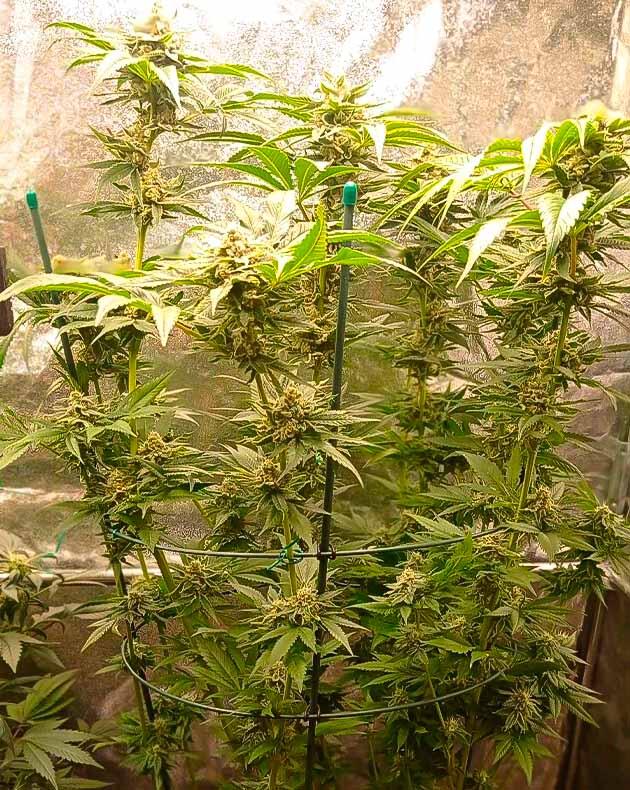 Пик цветения и смола на шишках конопли Куст Jealousy Kush от сидбанка Seedkeepers на 13 неделе