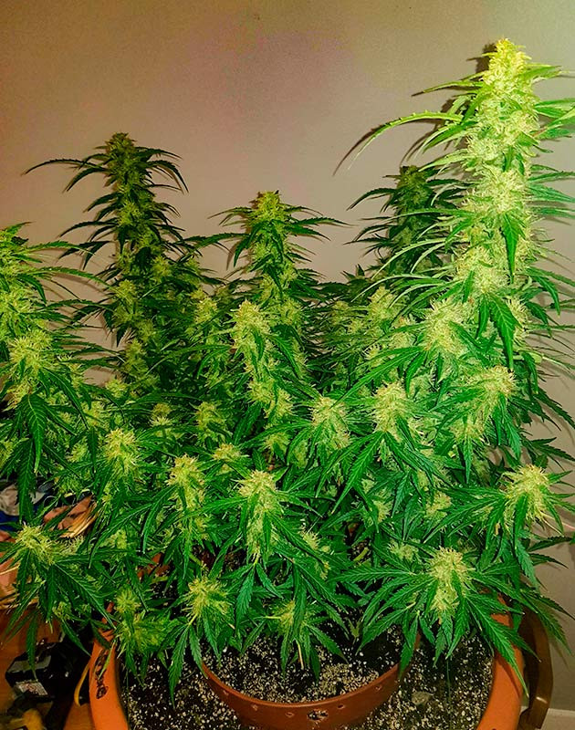 Подготовка к харвесту Zkittlez Auto Предхарвест Zkittlez Auto