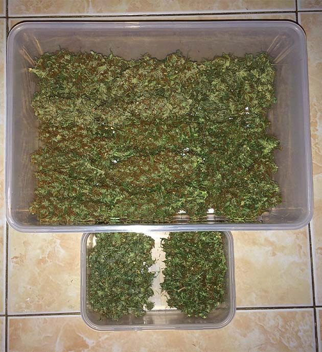 Euforia X: финальное взвешивание и результаты Финальное взвешивание Euforia X: результаты выращивания