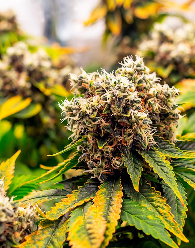 Неделя промывка каннабиса Соцветия перед харвестом