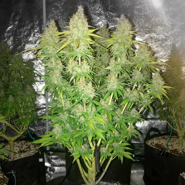 Этап сбора урожая Обрезка готовых кустов