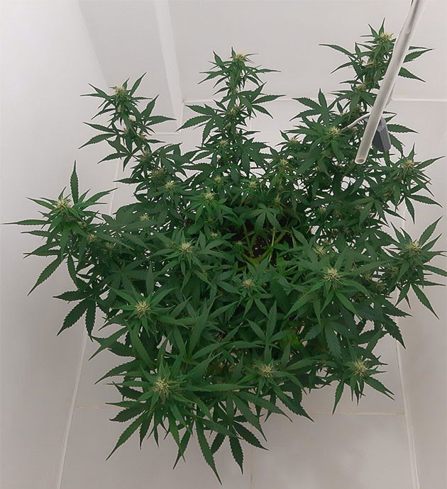 Полив Bruce Banner Auto с «БигБад» Регулировка освещения Bruce Banner Auto