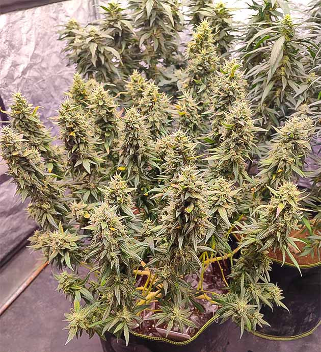 Подготовка растения к харвесту Куст Gorilla Cookies FF от FastBuds на последней неделе выращивания