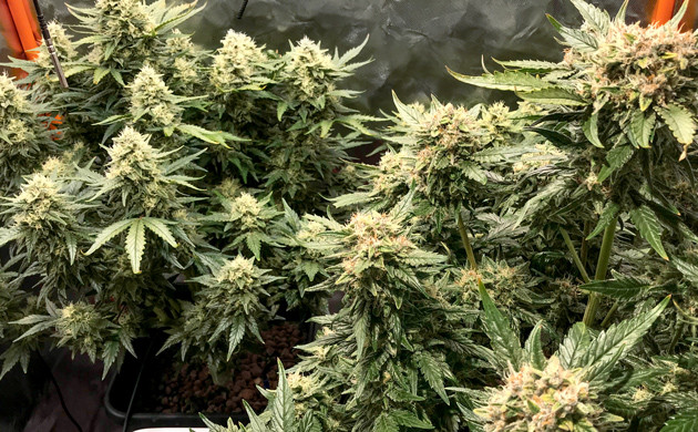 Куст конопли перед харвестом Сбор урожая марихуаны