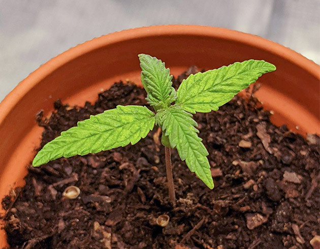 Вторая неделя выращивания Росток с двумя полноценными парами листьев