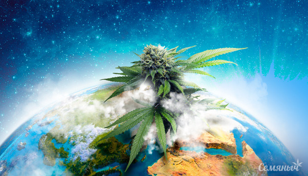 Отмечаем День Земли с Семянычем Урожайные сорта конопли на День Земли