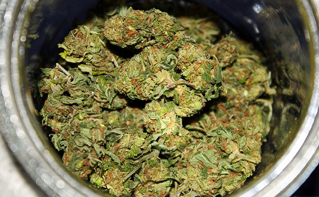 Собранный урожай Урожай сухих шишек