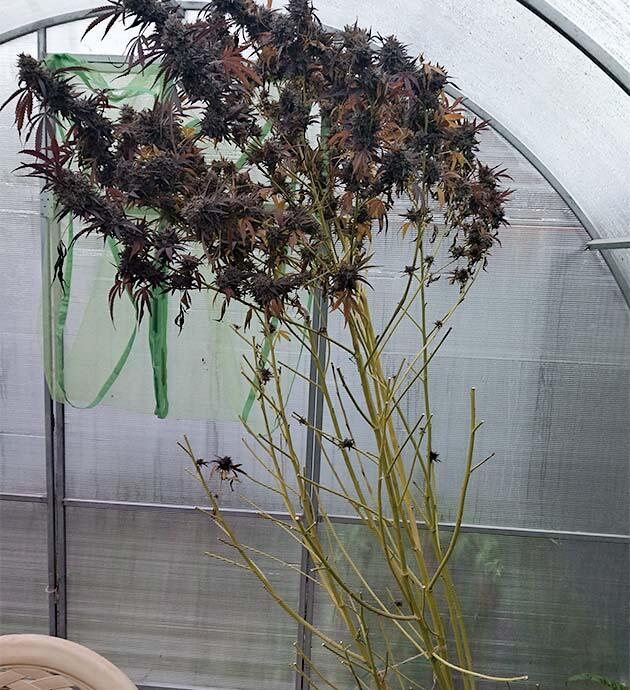 Финальная обработка шишек каннабиса перед хранением и созреванием Обрезка каннабиса для улучшения внешнего вида и качества