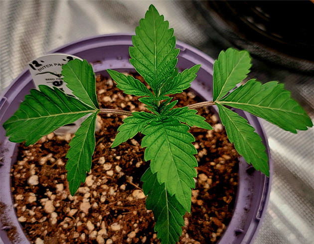 Формирование первых пар листьев Росток в двухлитровом горшке