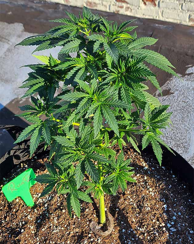 выращивание сорта конопли Runtz Punch Стимуляция роста куста Runtz Punch