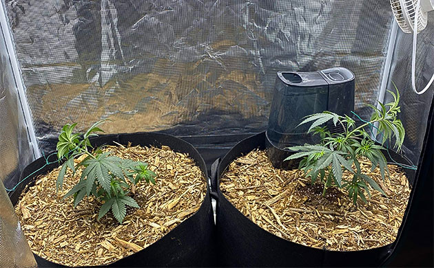 LST тренировка растения King's Juice Низкострессовая тренировка куста King's Juice