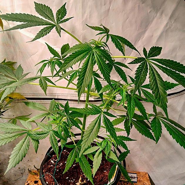 Куст Grandmommy Purple Auto от Herbies Seeds на 3 неделе