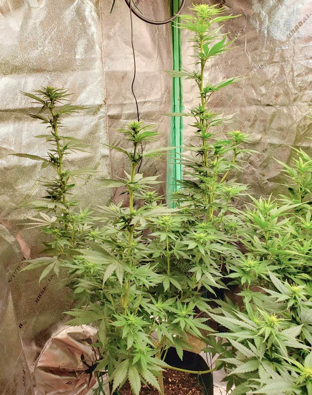 Начало цветения Куст Bruce Banner #3 ростом 94 см