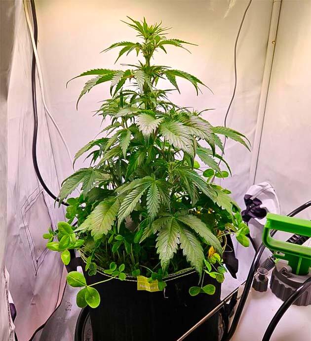 Куст Lemon Cherry Gelato Auto R3 на 6 неделе выращивания