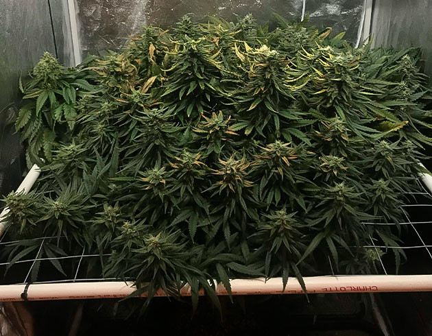 Тренировка куста HulkBerry Тренировка растения HulkBerry