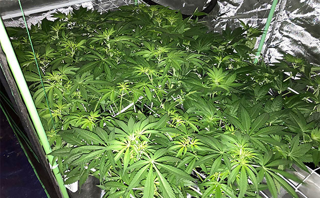 7 неделя выращивания конопли Вторая неделя цветения кустов Delicious Candy Early Version