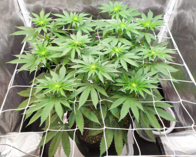 Начало цветения сорта Biscotti Mintz Biscotti Mintz: Реакция на начало цветения