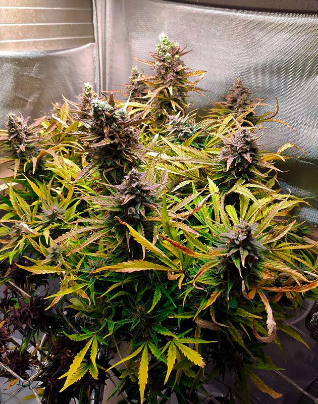 Сбор урожая с сорта Auto Chocolate Skunk Auto Chocolate Skunk перед харвестом