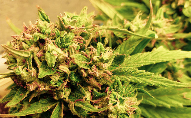 Девятая неделя роста Смолистые шишки