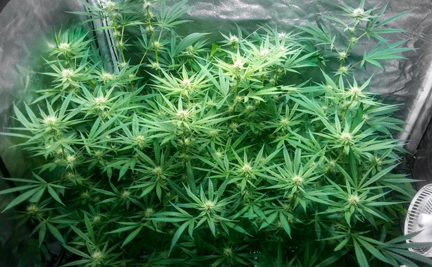 Смена горшка для выращивания Начало цветения Eleven Roses