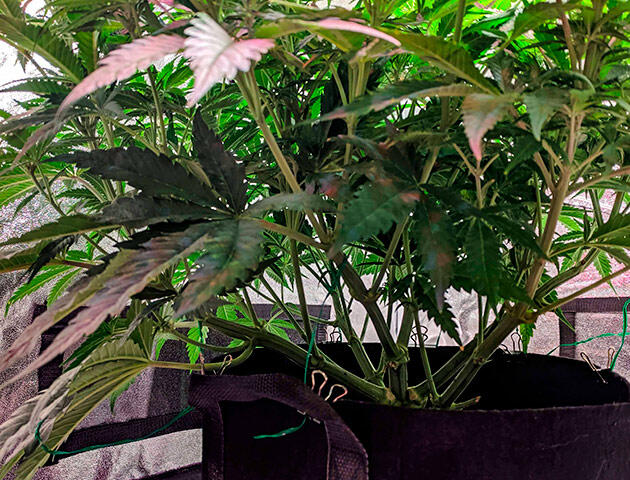 Переход в фазу цветения Каннабис на 8 неделе роста