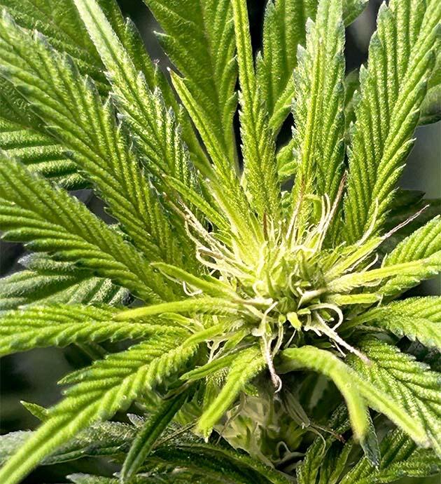 Расстояние от лампы до верхушек конопли и появление грибных комариков 9 неделя выращивания RS11 x Banana OG