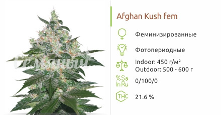 Сорт конопли Afghan Kush Afghan Kush от World of Seeds