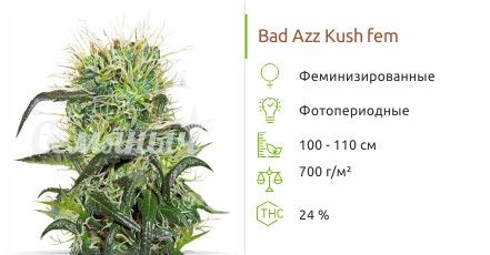 Сорт конопли Bad Azz Kush Bad Azz Kush от Barney's Farm