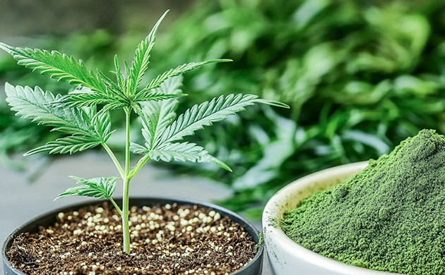 Морские водоросли как удобрение для конопли Морские водоросли для марихуаны