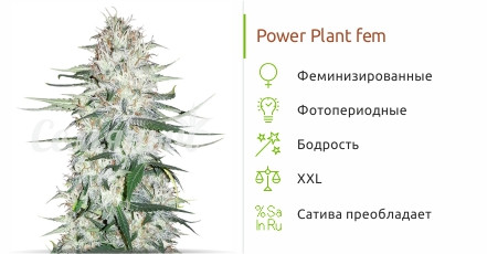 Сорт марихуаны Power Plant X Power Plant X от Семяныча