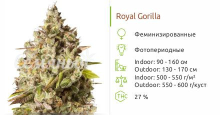 Сорт марихуаны Royal Gorilla Royal Gorilla от Royal Queen Seeds