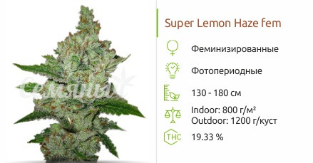 Сорт марихуаны Super Lemon Haze Super Lemon Haze от Green House Seeds