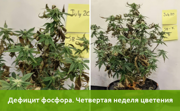 Ход эксперимента на дефицит фосфора Исследования недостатка фосфора в конопле