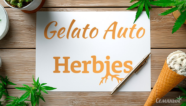 Выращивание сорта марихуаны Gelato Auto от Herbies Seeds Гроурепорт сорта Gelato Auto от Herbies Seeds