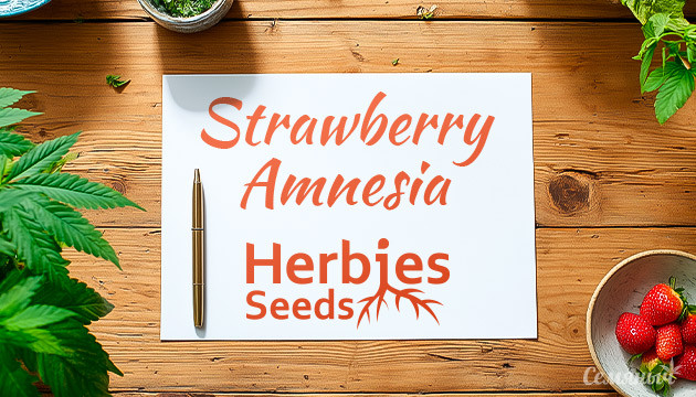 Выращивание сорта марихуаны Strawberry Amnesia от сидбанка Herbies Seeds Гроурепорт сорта Strawberry Amnesia от сидбанка Herbies Seeds