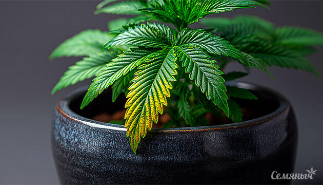 Диагностика конопли по листьям: о чем говорят форма, цвет и текстура Что показывает состояние листьев каннабиса?