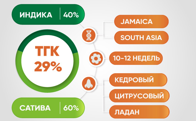 Основные характеристики сорта Astral Описание сорта конопли Astral