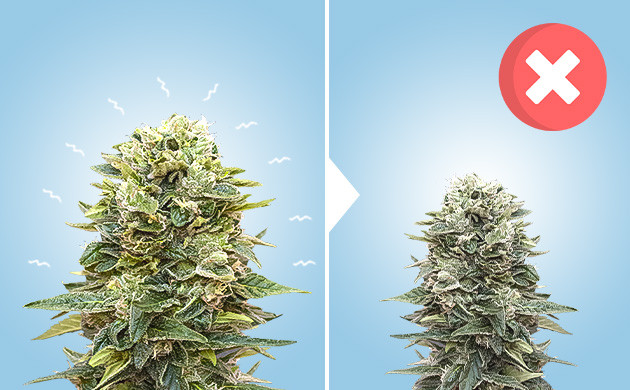 Стрессы, негативно влияющие развитие конопли Стрессы, негативно влияющие развитие каннабиса