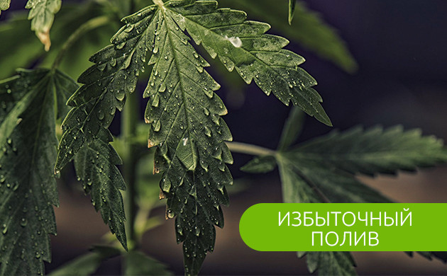 Проблема избыточного полива Влажные листья конопли