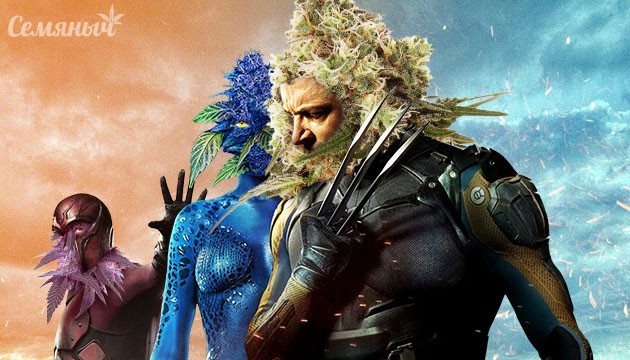 Мутации конопли Конопляные мутанты