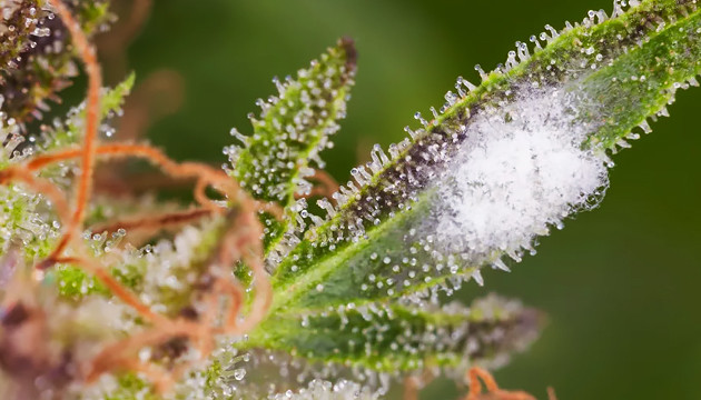 Как бороться с плесенью Плесень на конопле