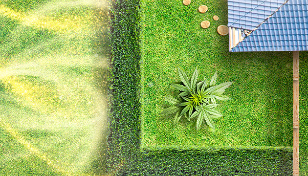 Ограждение куста живой изгородью Куст конопли окруженный высокими кустами