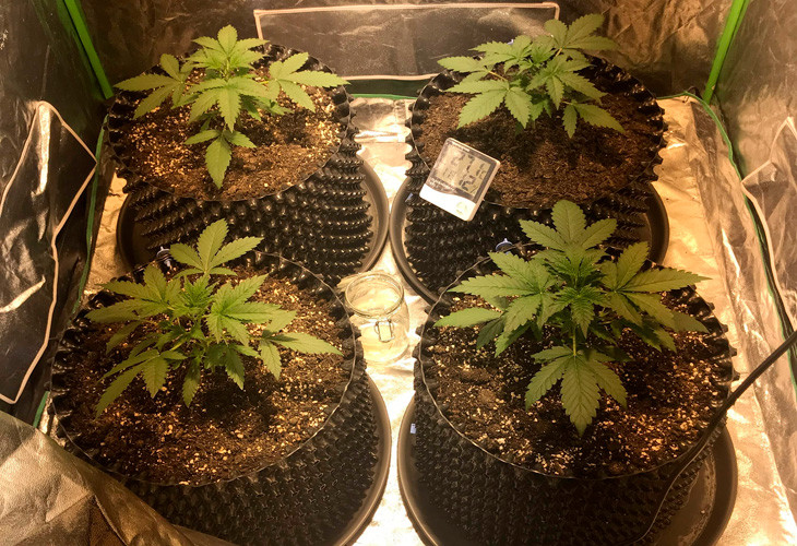 Начало использования подкормки на 3 неделе выращивания Кусты Jack 47 Auto ростом 10 см