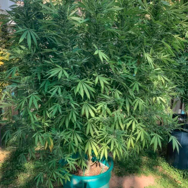 18 неделя развития Jack Herer от Seedkeepers
