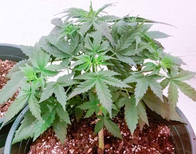 Начало цветения конопли Марихуана ростом 15 см