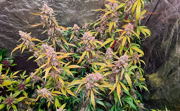 Растение Johnny Cage Auto Выращивание конопли Johnny Cage Auto