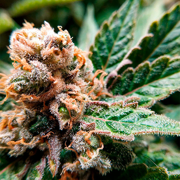 Режим темноты и сбор урожая Соцветие на 18 неделе выращивания